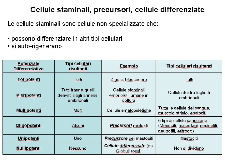 Cellule staminali, precursori, cellule differenziate Le cellule staminali sono cellule non specializzate che: •