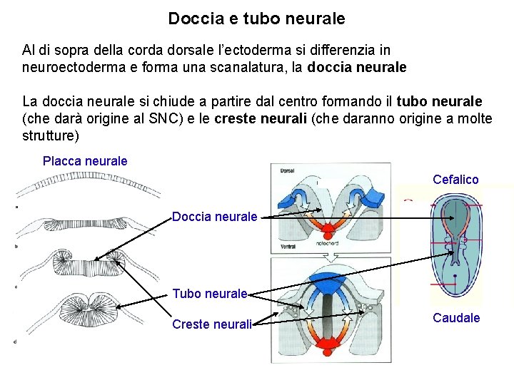 Doccia e tubo neurale Al di sopra della corda dorsale l’ectoderma si differenzia in