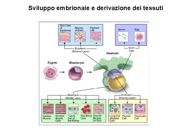 Sviluppo embrionale e derivazione dei tessuti 