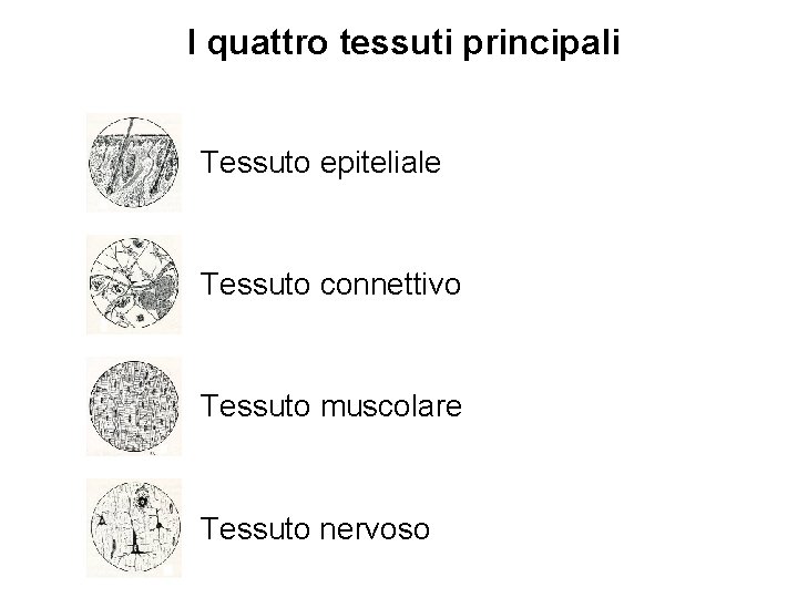 I quattro tessuti principali Tessuto epiteliale Tessuto connettivo Tessuto muscolare Tessuto nervoso 