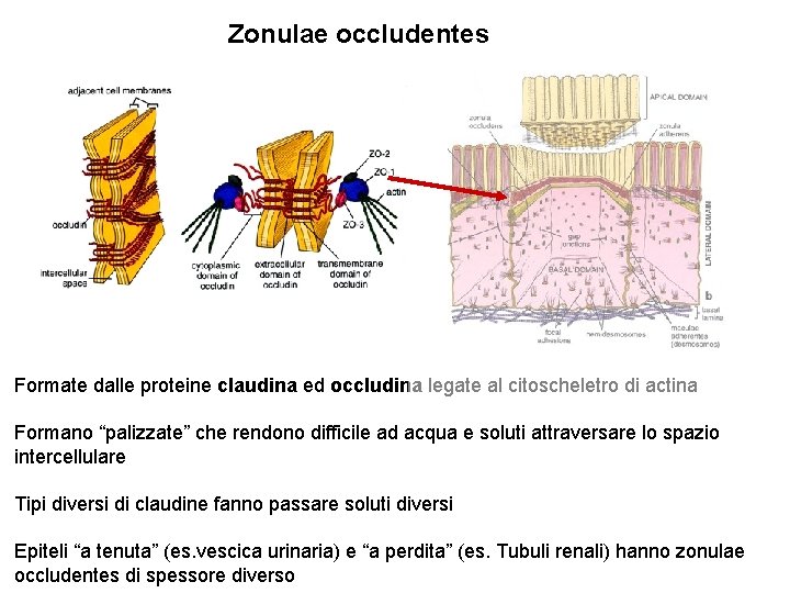 Zonulae occludentes Formate dalle proteine claudina ed occludina legate al citoscheletro di actina Formano