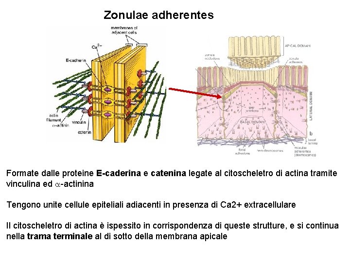 Zonulae adherentes Formate dalle proteine E-caderina e catenina legate al citoscheletro di actina tramite