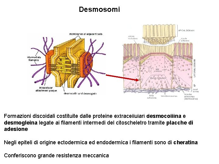 Desmosomi Formazioni discoidali costituite dalle proteine extracellulari desmocollina e desmogleina legate ai filamenti intermedi