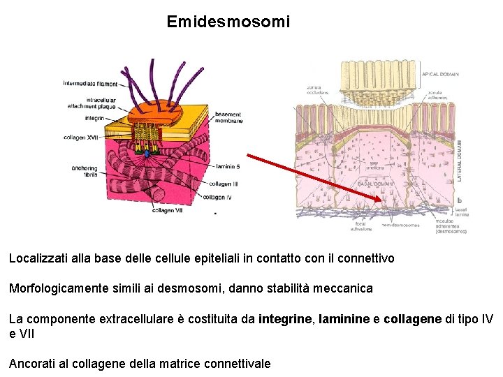 Emidesmosomi Localizzati alla base delle cellule epiteliali in contatto con il connettivo Morfologicamente simili