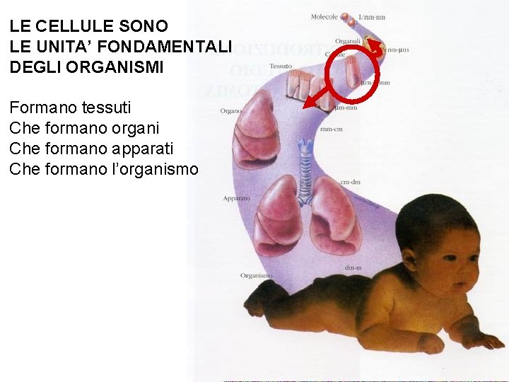 LE CELLULE SONO LE UNITA’ FONDAMENTALI DEGLI ORGANISMI Formano tessuti Che formano organi Che