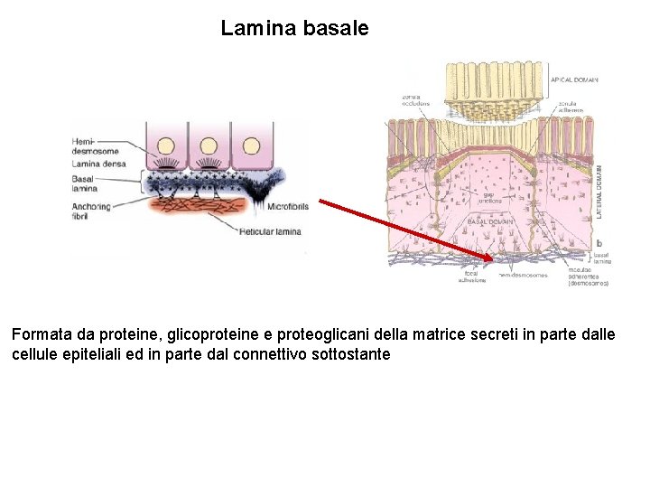 Lamina basale Formata da proteine, glicoproteine e proteoglicani della matrice secreti in parte dalle