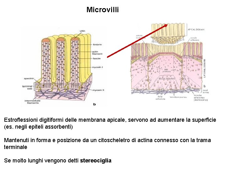 Microvilli Estroflessioni digitiformi delle membrana apicale, servono ad aumentare la superficie (es. negli epiteli