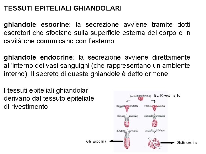 TESSUTI EPITELIALI GHIANDOLARI ghiandole esocrine: la secrezione avviene tramite dotti escretori che sfociano sulla