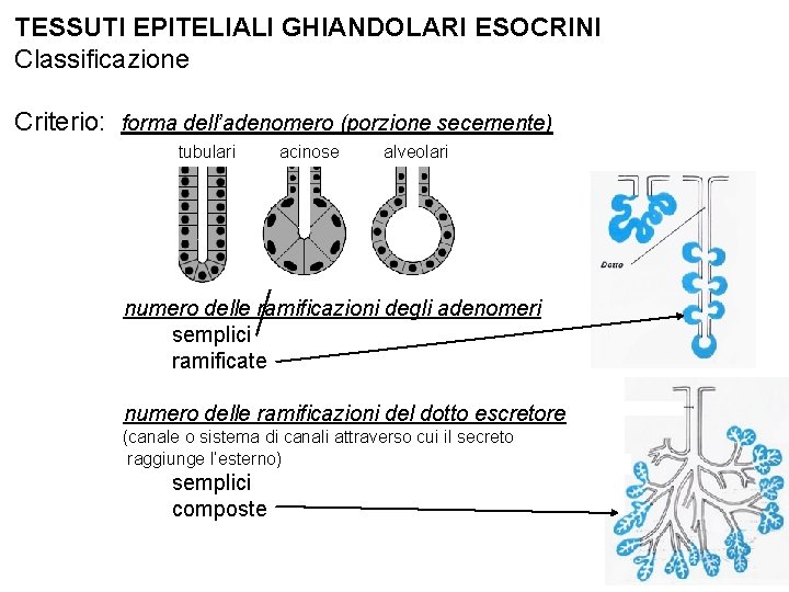 TESSUTI EPITELIALI GHIANDOLARI ESOCRINI Classificazione Criterio: forma dell’adenomero (porzione secernente) tubulari acinose alveolari numero