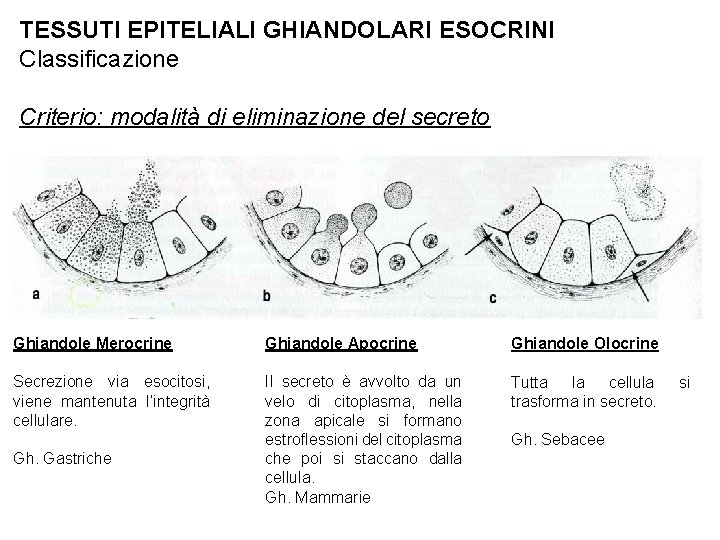 TESSUTI EPITELIALI GHIANDOLARI ESOCRINI Classificazione Criterio: modalità di eliminazione del secreto Ghiandole Merocrine Ghiandole