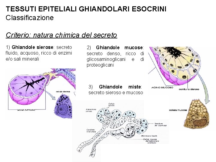 TESSUTI EPITELIALI GHIANDOLARI ESOCRINI Classificazione Criterio: natura chimica del secreto 1) Ghiandole sierose: secreto
