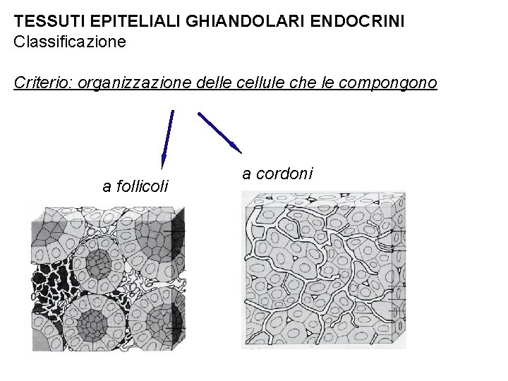 TESSUTI EPITELIALI GHIANDOLARI ENDOCRINI Classificazione Criterio: organizzazione delle cellule che le compongono a follicoli