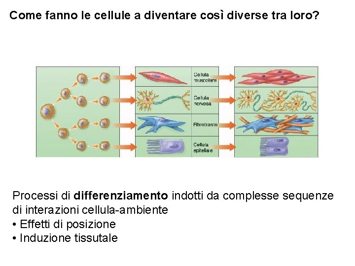 Come fanno le cellule a diventare così diverse tra loro? Processi di differenziamento indotti