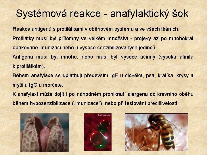 Systémová reakce - anafylaktický šok Reakce antigenů s protilátkami v oběhovém systému a ve