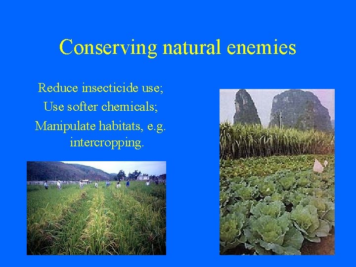 Conserving natural enemies Reduce insecticide use; Use softer chemicals; Manipulate habitats, e. g. intercropping.