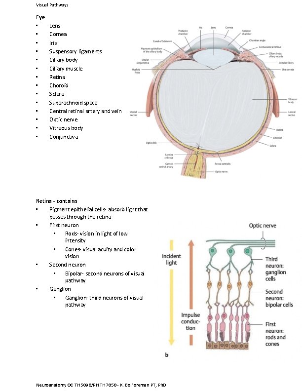 Visual Pathways Eye • • • • Lens Cornea Iris Suspensory ligaments Ciliary body