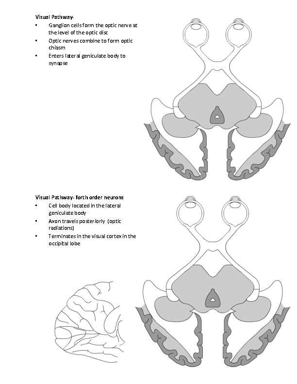 Visual Pathway • Ganglion cells form the optic nerve at the level of the