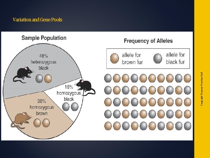 Variation and Gene Pools Copyright Pearson Prentice Hall Gene Pool for Fur Color in Variation and Gene Pools Copyright Pearson Prentice Hall Gene Pool for Fur Color in