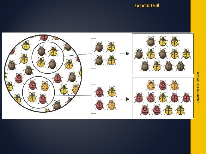 Copyright Pearson Prentice Hall Genetic Drift Copyright Pearson Prentice Hall Genetic Drift