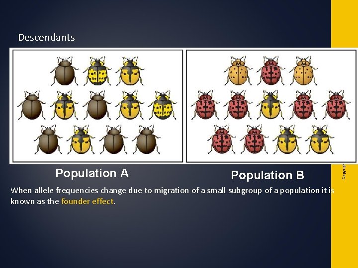 Population A Population B When allele frequencies change due to migration of a small Population A Population B When allele frequencies change due to migration of a small
