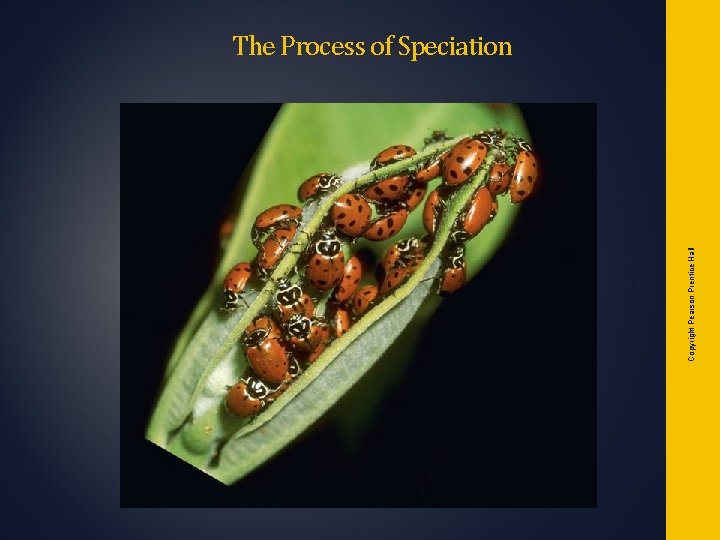 Copyright Pearson Prentice Hall The Process of Speciation Copyright Pearson Prentice Hall The Process of Speciation