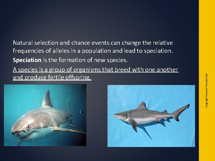 Copyright Pearson Prentice Hall Natural selection and chance events can change the relative frequencies Copyright Pearson Prentice Hall Natural selection and chance events can change the relative frequencies