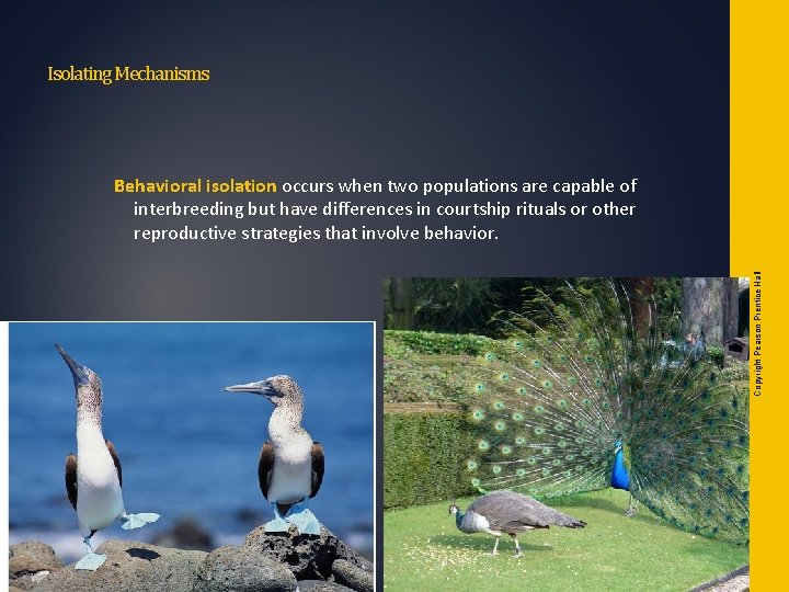 Isolating Mechanisms Copyright Pearson Prentice Hall Behavioral isolation occurs when two populations are capable Isolating Mechanisms Copyright Pearson Prentice Hall Behavioral isolation occurs when two populations are capable