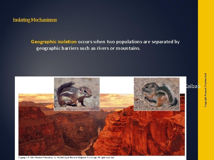 Isolating Mechanisms Abert Kaibab Copyright Pearson Prentice Hall Geographic isolation occurs when two populations Isolating Mechanisms Abert Kaibab Copyright Pearson Prentice Hall Geographic isolation occurs when two populations