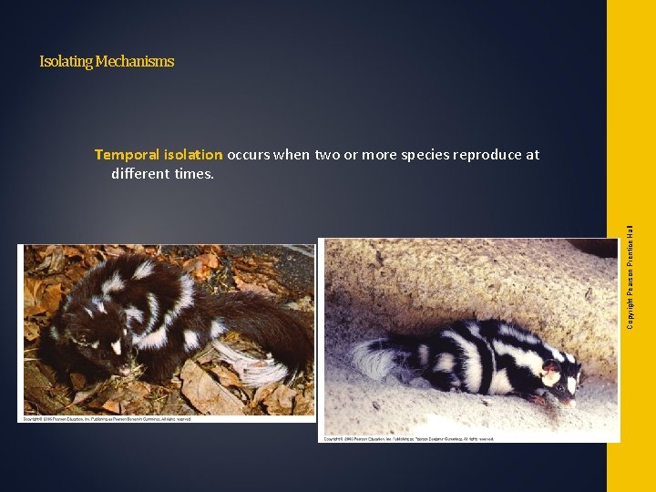 Isolating Mechanisms Copyright Pearson Prentice Hall Temporal isolation occurs when two or more species Isolating Mechanisms Copyright Pearson Prentice Hall Temporal isolation occurs when two or more species