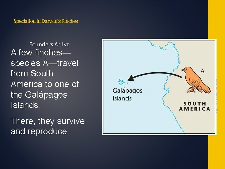 Speciation in Darwin's Finches A few finches— species A—travel from South America to one Speciation in Darwin's Finches A few finches— species A—travel from South America to one