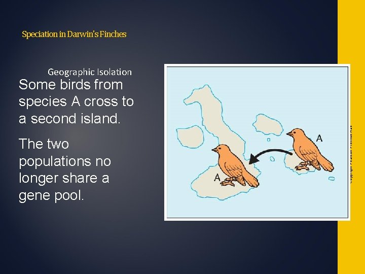 Speciation in Darwin's Finches Some birds from species A cross to a second island. Speciation in Darwin's Finches Some birds from species A cross to a second island.