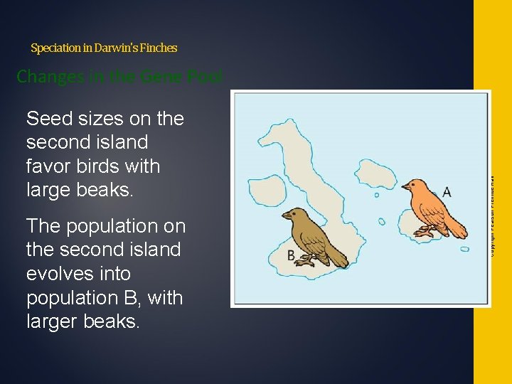 Speciation in Darwin's Finches Seed sizes on the second island favor birds with large Speciation in Darwin's Finches Seed sizes on the second island favor birds with large