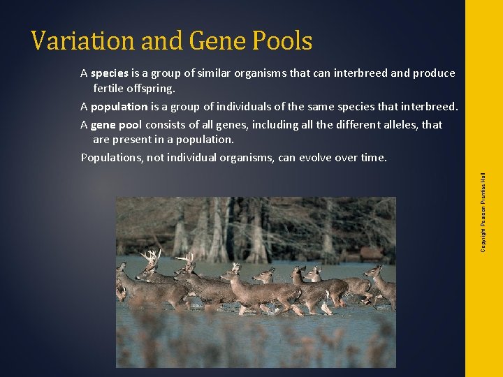 Variation and Gene Pools Copyright Pearson Prentice Hall A species is a group of Variation and Gene Pools Copyright Pearson Prentice Hall A species is a group of