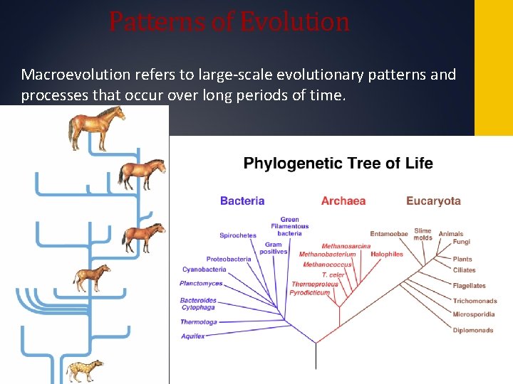 Patterns of Evolution Copyright Pearson Prentice Hall Macroevolution refers to large-scale evolutionary patterns and Patterns of Evolution Copyright Pearson Prentice Hall Macroevolution refers to large-scale evolutionary patterns and