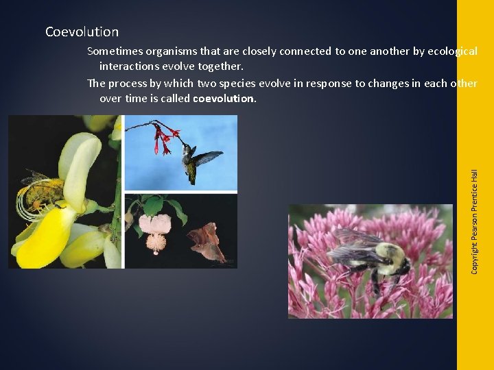 Coevolution Copyright Pearson Prentice Hall Sometimes organisms that are closely connected to one another Coevolution Copyright Pearson Prentice Hall Sometimes organisms that are closely connected to one another
