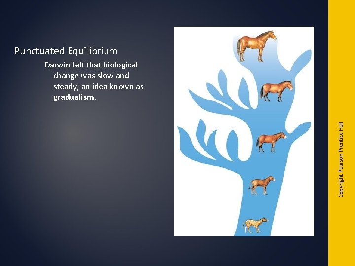 Punctuated Equilibrium Copyright Pearson Prentice Hall Darwin felt that biological change was slow and Punctuated Equilibrium Copyright Pearson Prentice Hall Darwin felt that biological change was slow and