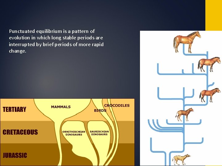 Copyright Pearson Prentice Hall Punctuated equilibrium is a pattern of evolution in which long Copyright Pearson Prentice Hall Punctuated equilibrium is a pattern of evolution in which long