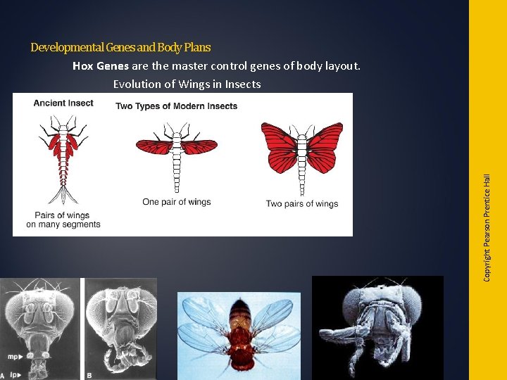 Copyright Pearson Prentice Hall Developmental Genes and Body Plans Hox Genes are the master Copyright Pearson Prentice Hall Developmental Genes and Body Plans Hox Genes are the master