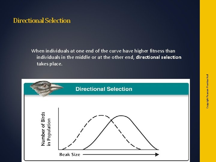 Directional Selection Copyright Pearson Prentice Hall When individuals at one end of the curve Directional Selection Copyright Pearson Prentice Hall When individuals at one end of the curve