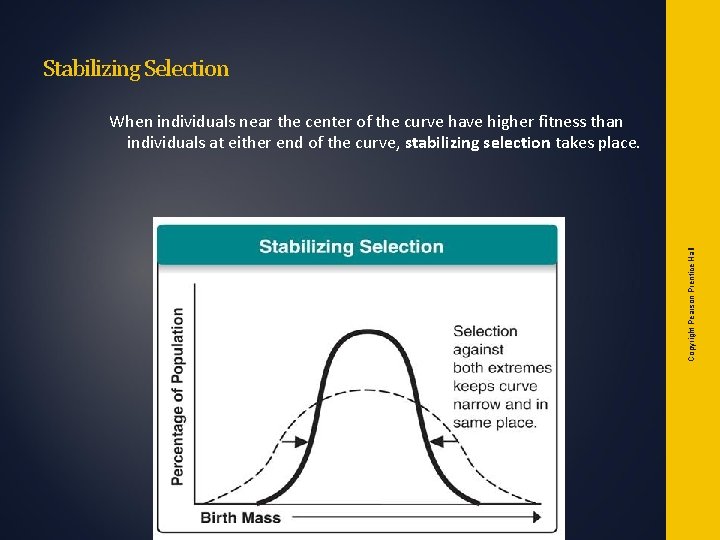 Stabilizing Selection Copyright Pearson Prentice Hall When individuals near the center of the curve Stabilizing Selection Copyright Pearson Prentice Hall When individuals near the center of the curve