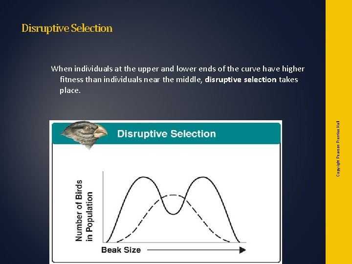 Disruptive Selection Copyright Pearson Prentice Hall When individuals at the upper and lower ends Disruptive Selection Copyright Pearson Prentice Hall When individuals at the upper and lower ends