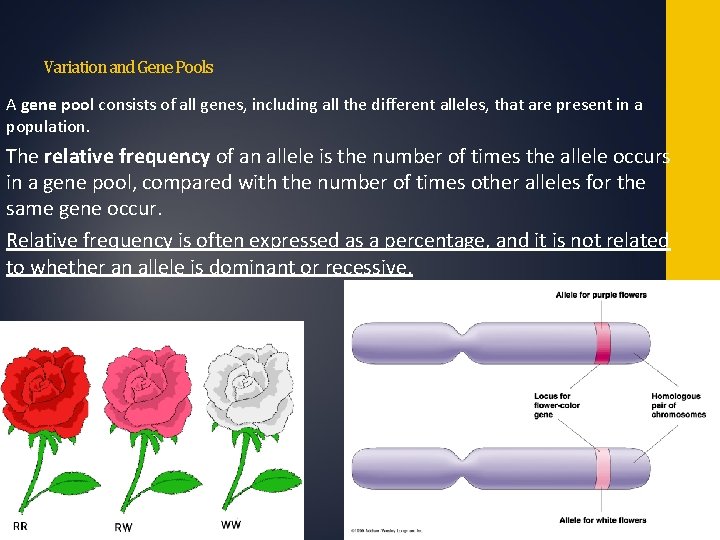 Variation and Gene Pools A gene pool consists of all genes, including all the Variation and Gene Pools A gene pool consists of all genes, including all the