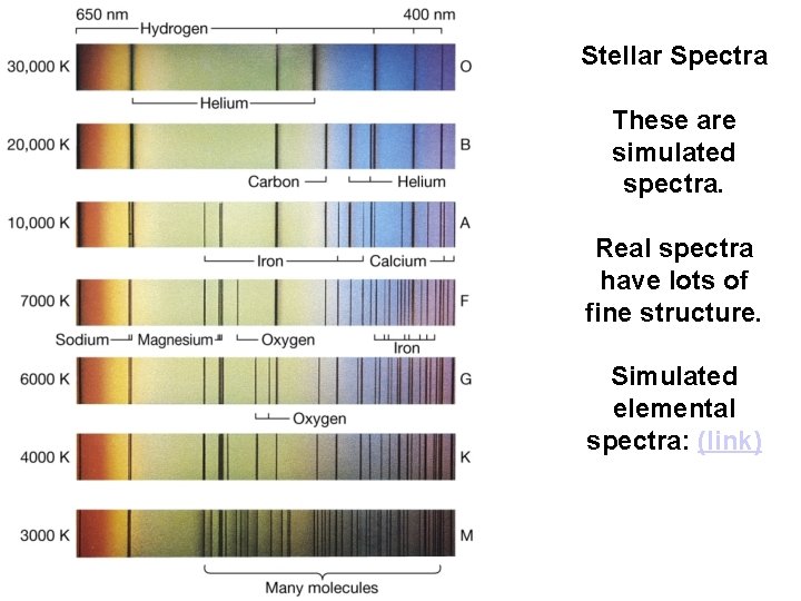 Stellar Spectra These are simulated spectra. Real spectra have lots of fine structure. Simulated