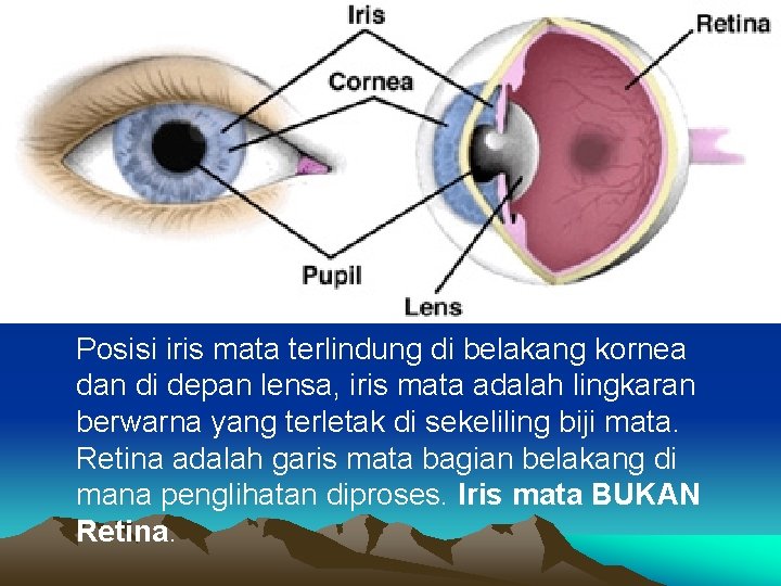 Posisi iris mata terlindung di belakang kornea dan di depan lensa, iris mata adalah