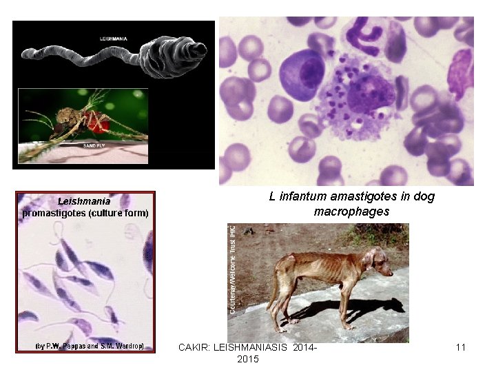 L infantum amastigotes in dog macrophages CAKIR: LEISHMANIASIS 20142015 11 