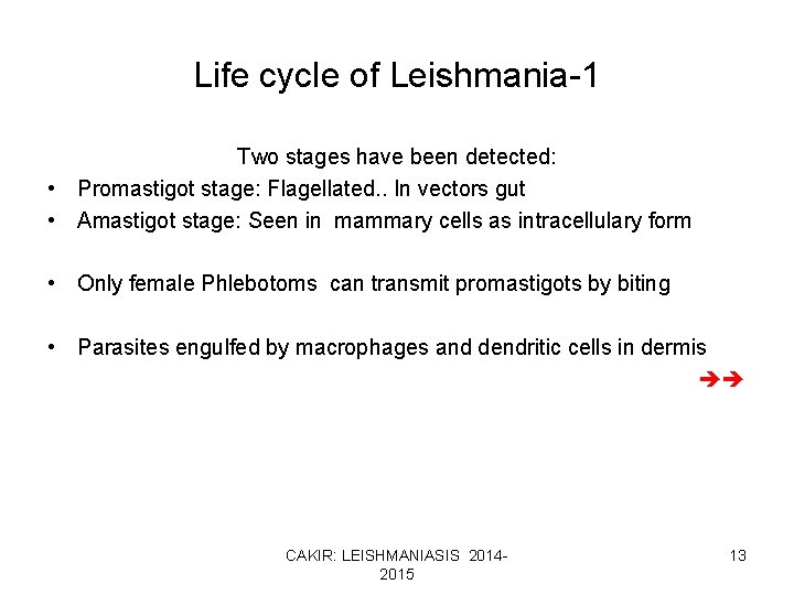 Life cycle of Leishmania-1 Two stages have been detected: • Promastigot stage: Flagellated. .