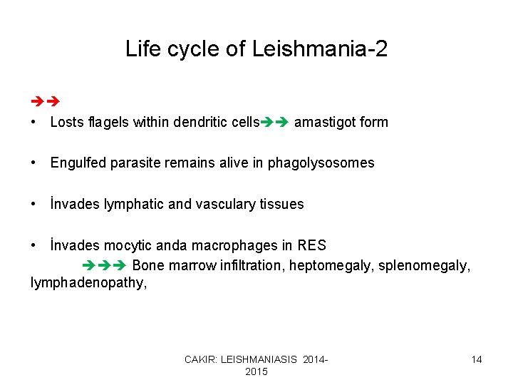 Life cycle of Leishmania-2 • Losts flagels within dendritic cells amastigot form • Engulfed