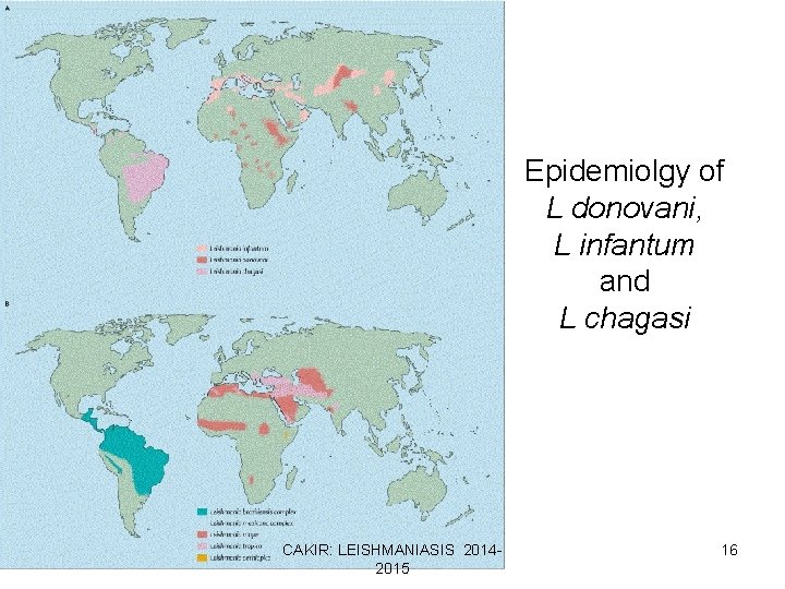 Epidemiolgy of L donovani, L infantum and L chagasi CAKIR: LEISHMANIASIS 20142015 16 