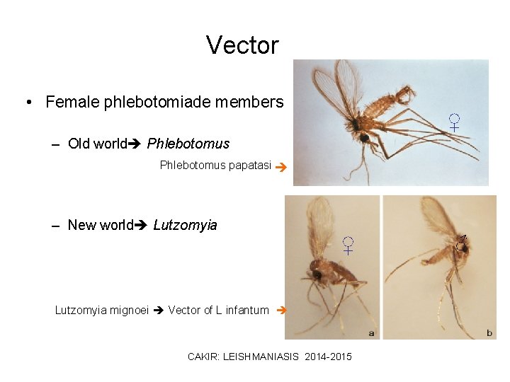 Vector • Female phlebotomiade members ♀ – Old world Phlebotomus papatasi – New world