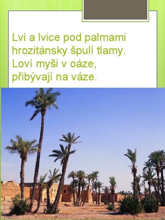 Lvi a lvice pod palmami hrozitánsky špulí tlamy. Loví myši v oáze, přibývají na